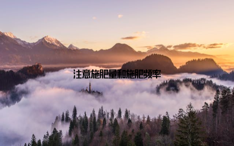 注意施肥量和施肥频率