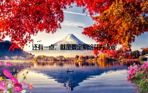还有一点, 就是要定期给花卉浇水