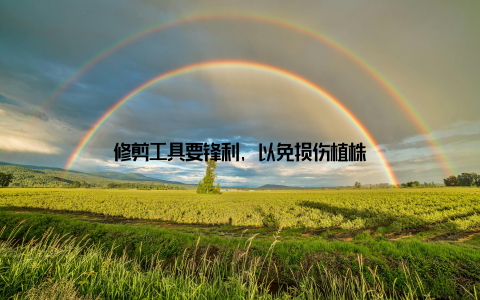 修剪工具要锋利, 以免损伤植株