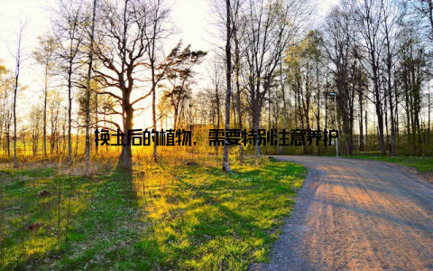 换土后的植物, 需要特别注意养护