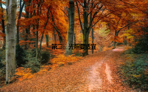 第二, 光照要适宜