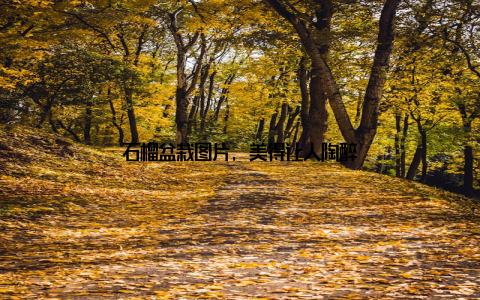 石榴盆栽图片, 美得让人陶醉