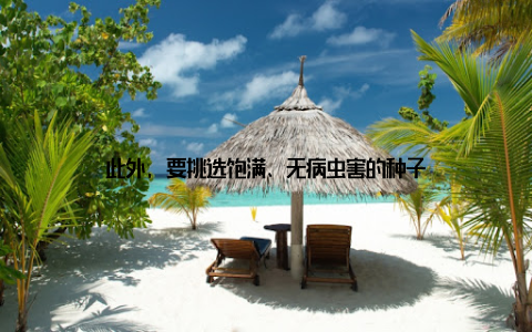 此外, 要挑选饱满、无病虫害的种子