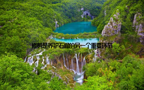 修剪是养护石榴的另一个重要环节