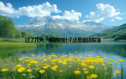 过了几天, 榕树的叶子还是继续脱落