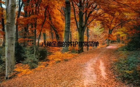 八角金盘的养护非常简单