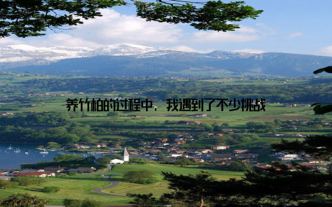 养竹柏的过程中, 我遇到了不少挑战