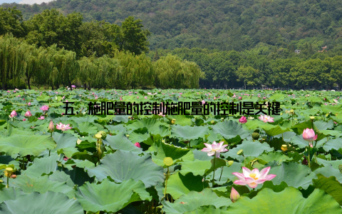 五、施肥量的控制施肥量的控制是关键