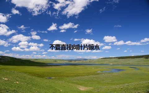 不要直接向叶片喷水