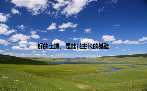 好的土壤, 是桂花生长的基础