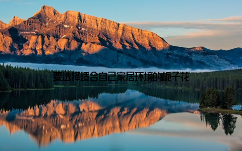 要选择适合自己家居环境的栀子花