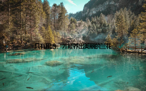 只有用心, 才能养出美丽的兰花