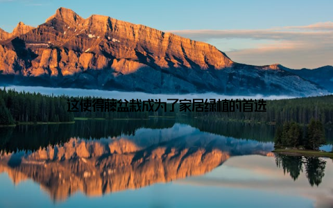 这使得藤盆栽成为了家居绿植的首选