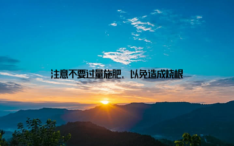 注意不要过量施肥, 以免造成烧根