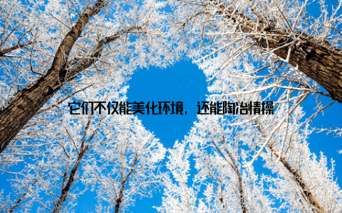 它们不仅能美化环境, 还能陶冶情操