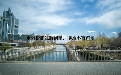 水分杉松盆栽耐旱, 浇水不宜过多