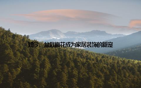 如今, 盆栽梅花成为家居装饰的新宠