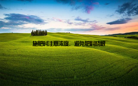 施肥时注意浓度, 避免肥料烧根