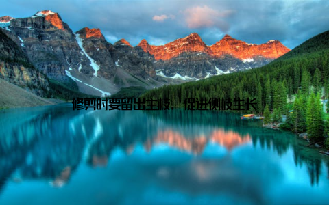 修剪时要留出主枝, 促进侧枝生长