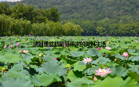 这就是盆栽葡萄带来的美好生活