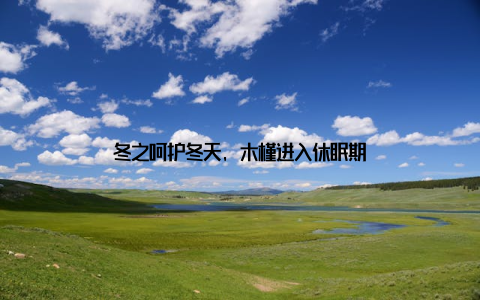 冬之呵护冬天, 木槿进入休眠期