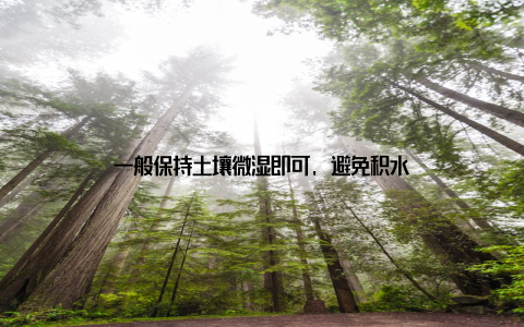 一般保持土壤微湿即可, 避免积水