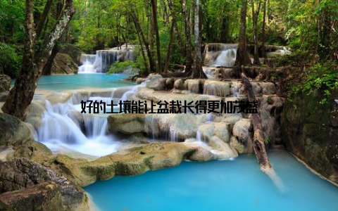 好的土壤能让盆栽长得更加茂盛