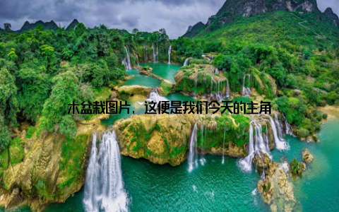 木盆栽图片, 这便是我们今天的主角