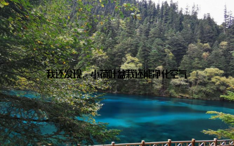 我还发现, 小荷叶盆栽还能净化空气