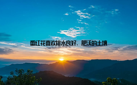 番红花喜欢排水良好、肥沃的土壤