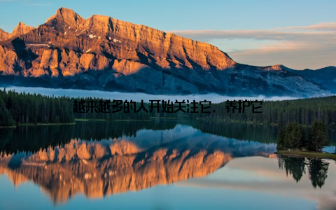 越来越多的人开始关注它, 养护它