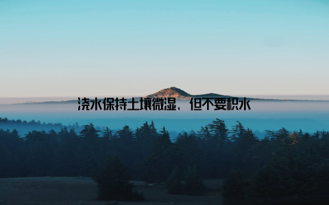 浇水保持土壤微湿, 但不要积水