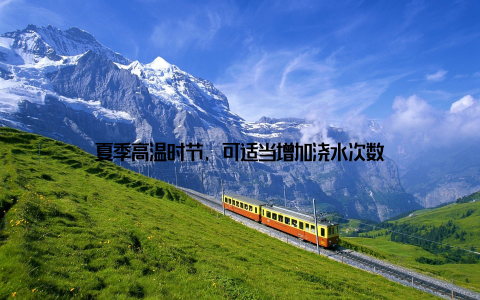 夏季高温时节, 可适当增加浇水次数