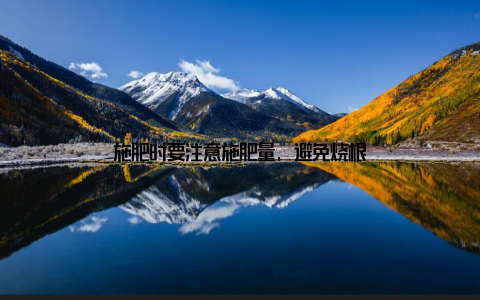 施肥时要注意施肥量, 避免烧根