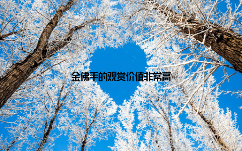 金佛手的观赏价值非常高