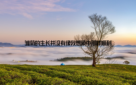 雏菊的生长并没有像我想象中那样顺利