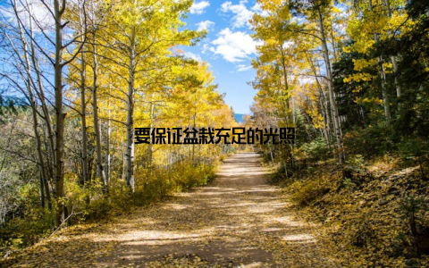 要保证盆栽充足的光照