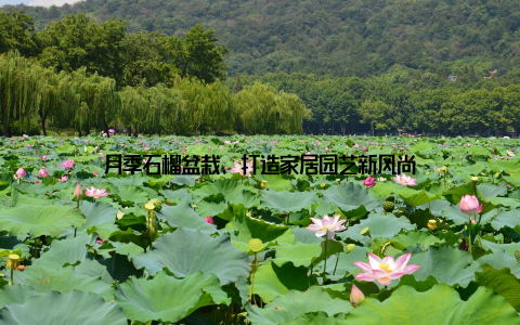 月季石榴盆栽, 打造家居园艺新风尚