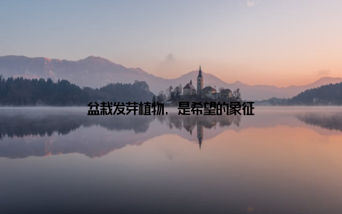 盆栽发芽植物, 是希望的象征