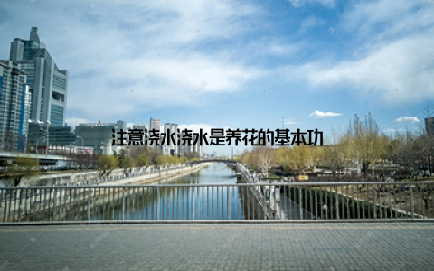 注意浇水浇水是养花的基本功