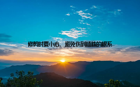 修剪时要小心, 避免伤到植株的根系