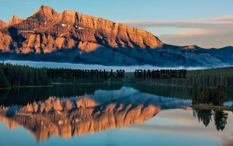 修剪定期修剪仙人掌, 保持株型美观