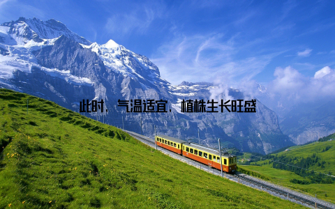 此时, 气温适宜, 植株生长旺盛