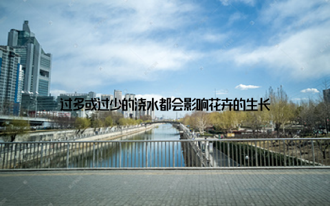 过多或过少的浇水都会影响花卉的生长