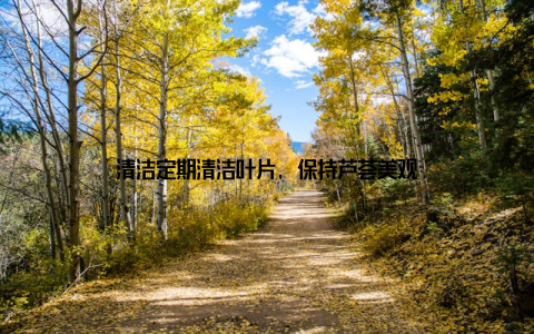 清洁定期清洁叶片, 保持芦荟美观