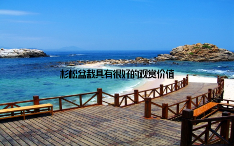 杉松盆栽具有很好的观赏价值