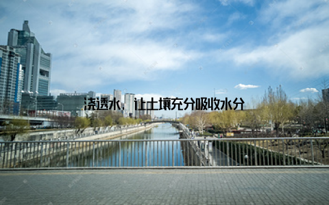 浇透水, 让土壤充分吸收水分