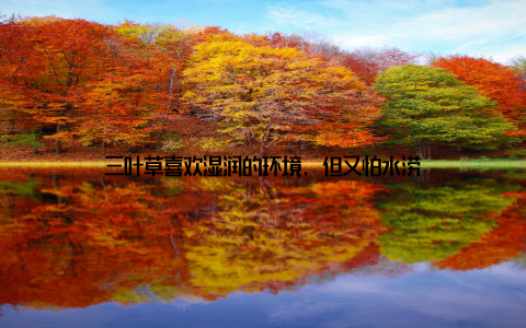 三叶草喜欢湿润的环境, 但又怕水涝