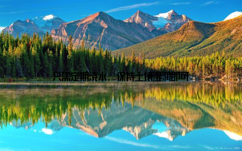 只需定期浇水, 保持土壤湿润即可