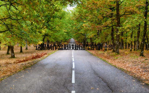 这是制作盆栽铁树造型的第一步